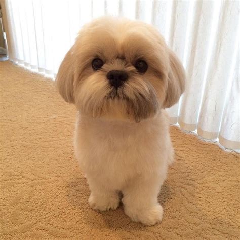 best shih tzu haircuts|puppy cut on shih tzu.